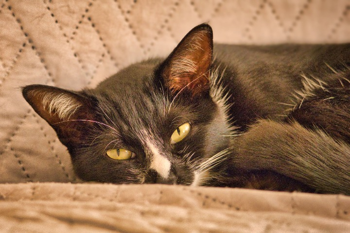 Gatto Annoiato: 8 Segnali da Riconoscere Subito | PetAmour