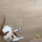 Gioco gatto Zipmouse topo interattivo PetAmour